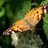 оранжевая бабочка