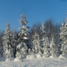 «ЗВЕНИТ ЯНВАРСКАЯ ВЬЮГА»    работа «Сказочный зимний лес..» автор ♥Натала