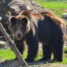 Бурый медведь в мае