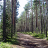 Лесная дорожка