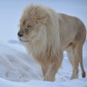 Белый лев среди сугробов