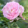 нежная розовая роза