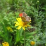 Цветок и бабочка