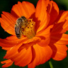 оранжевая космея и пчела