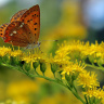 этюд с бабочкой на цветочке золотарника