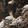 Желтоголовые чайки на скалах