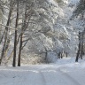 дорога в февральский лес