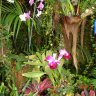 Уголок орхидей в Лоро-парке