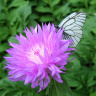 Василёк садовый с бабочкой