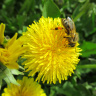 Пчела вся в пыльце цветочной