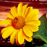 Солнечный цветок (гелиопсис)
