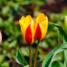 тюльпаны апреля