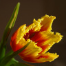 яркий тюльпан