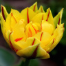 желтый махровый тюльпан