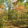 Разноцветная палитра осеннего леса
