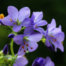 этюд с цветочками синюхи