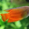 Золотая прозрачная рыбка