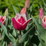 Бахромчатые тюльпаны
