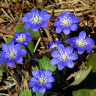 В лесу цветут голубые перелески
