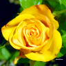 Роза жёлтая, роза изящная, аромата необычайного!