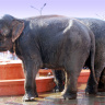 Слонихи купаются в фонтане.