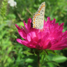 Этюд с цветком и бабочкой