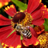 пчела на геленеуме