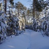 51 неделя   работа «В снежном лесу»  автор Сергей Ш