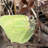 Бабочка в прохладном апрельском лесу