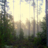 Утром в осеннем лесу