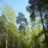 Черняевский лес