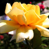 солнечная роза