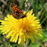 солнечный одуванчик и бабочка