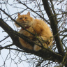 Кошка на дереве - к весне