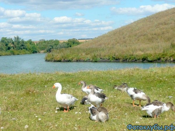 Гусиное царство