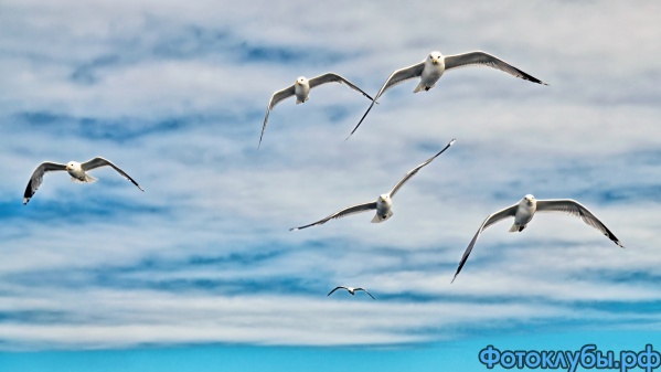 Чайки над Ладогой (2)