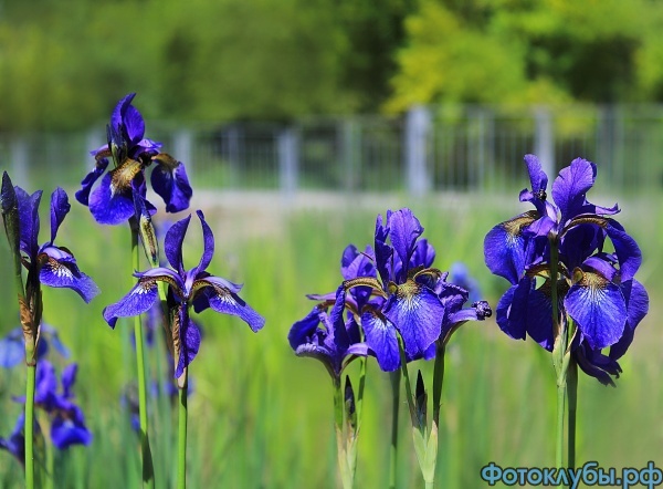 blue flowers.jpg