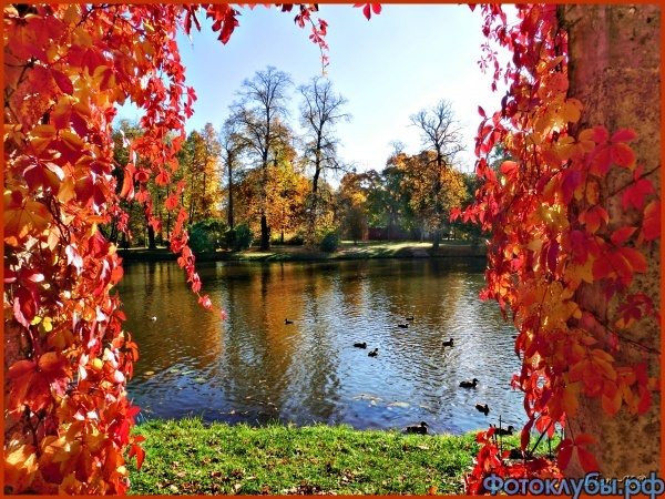 Все цвета осени (в парке Ораниенбаума)