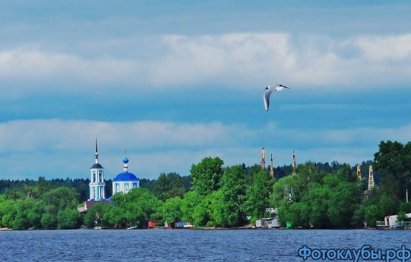 чайка парит над рекой