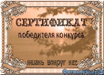 "Яркие крылья лета! 1 место в конкурсе "Мир бабочек"