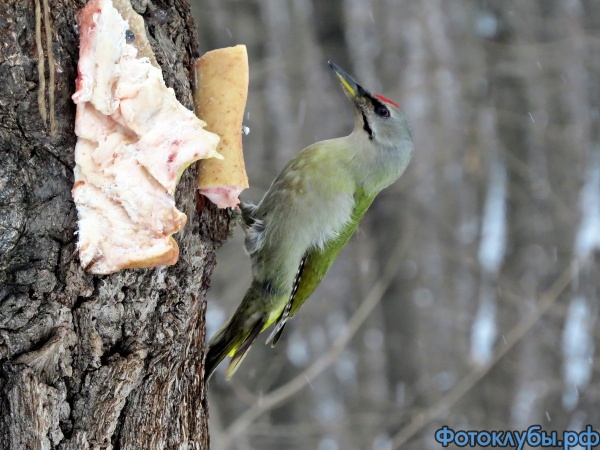 Зелёный дя́тел (лат. Picus viridis)