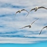 Чайки над Ладогой (2)