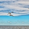 Чайки над Ладогой (1)