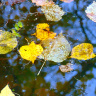 Листья и отражения в озере.jpg