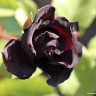 Черная роза.