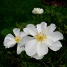 Белой розы лепестки cловно легкая вуаль....