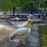 Одесский зоопарк.