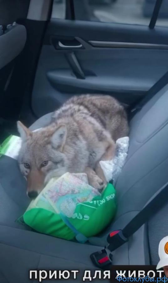 Как вам такое?..