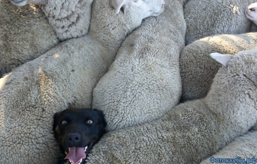 Усердный "пастушок"