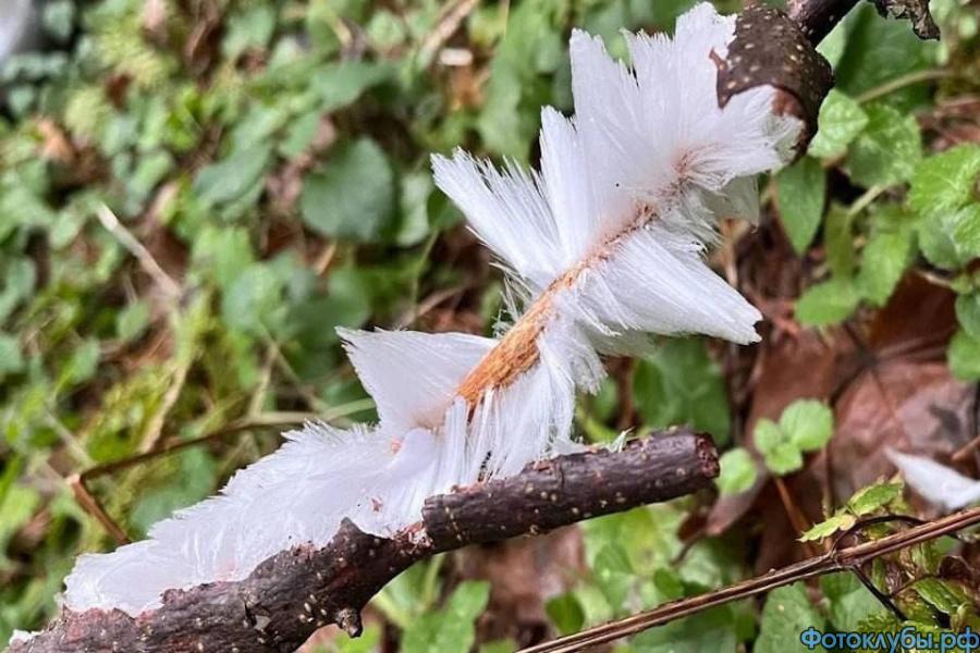 Ледяная "шерсть"